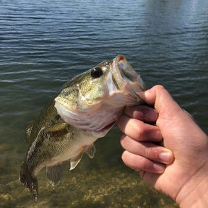 Meet your Posher, Kaden